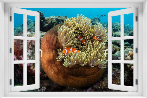 Fototapeta Naklejka Na Ścianę Okno 3D - False Clown Anemonfish (Western Clownfish) - Amphiprion ocellaris living in an anemone. Underwater world of Tulamben, Bali, Indonesia.
