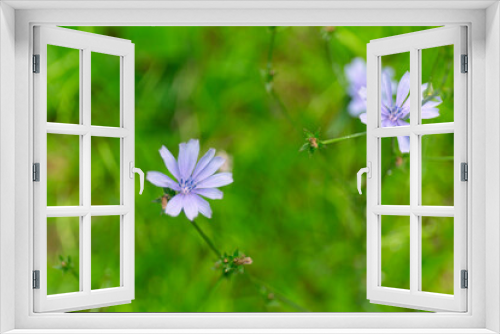 Fototapeta Naklejka Na Ścianę Okno 3D - Dandelion Blue Flowers on Green Leaves Defocused Background