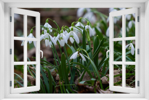 Fototapeta Naklejka Na Ścianę Okno 3D - White snowdrop flowers close up. Galanthus blossoms illuminated by the sun in the green blurred background, early spring. Galanthus nivalis bulbous, perennial herbaceous plant in Amaryllidaceae family