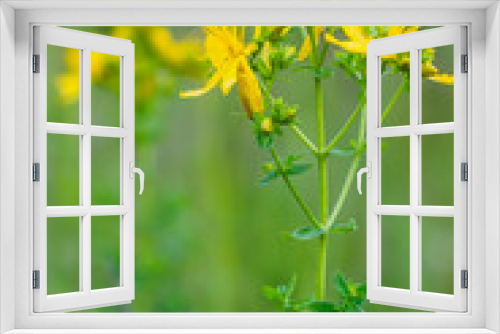Fototapeta Naklejka Na Ścianę Okno 3D - close-up of the yellow blossoms of Hypericum perforatum, a herbal medicine