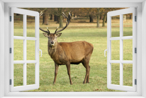 Fototapeta Naklejka Na Ścianę Okno 3D - Male Stag Deer stares at the camera