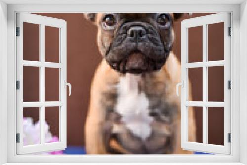 Fototapeta Naklejka Na Ścianę Okno 3D - small French bulldog puppy on a brown background