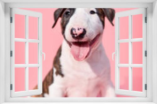 Fototapeta Naklejka Na Ścianę Okno 3D - 
small bull terrier puppy on a pink background