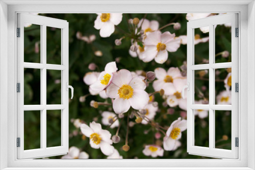 Fototapeta Naklejka Na Ścianę Okno 3D - Anemona flower in bloom