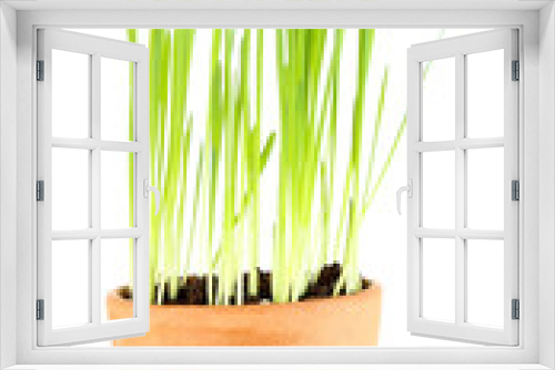 Fototapeta Naklejka Na Ścianę Okno 3D - Green grass in flowerpot, isolated on white