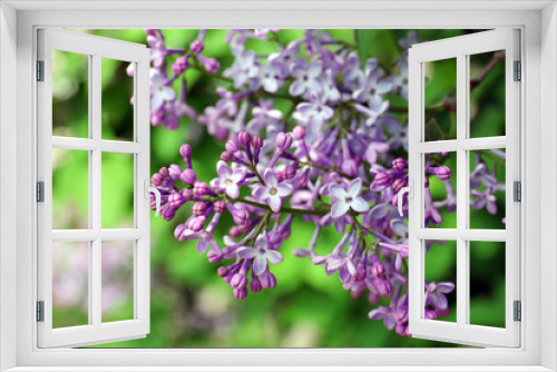 Fototapeta Naklejka Na Ścianę Okno 3D - Beautiful lilac flowers, outdoors