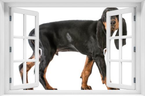 Fototapeta Naklejka Na Ścianę Okno 3D - dog winking