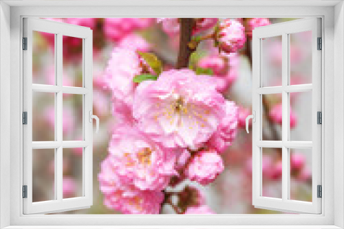 Fototapeta Naklejka Na Ścianę Okno 3D - Beautiful fruit blossom outdoors