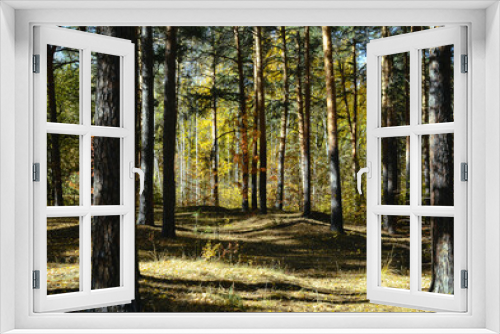 Fototapeta Naklejka Na Ścianę Okno 3D - Trunks of pine trees in the autumn forest lit by the sun