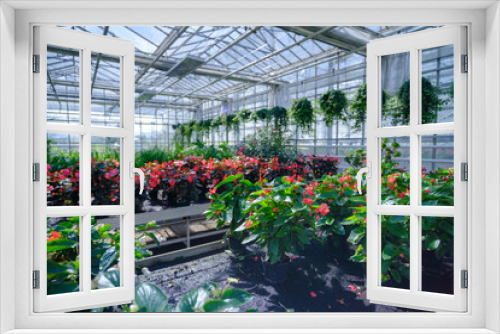 Fototapeta Naklejka Na Ścianę Okno 3D - Flowers in a modern greenhouse. Greenhouses for growing flowers. Floriculture industry. Ecological farm. Family business.