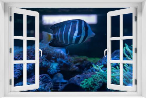 Fototapeta Naklejka Na Ścianę Okno 3D - Saltwater Fish and Inhabitants of the Sea