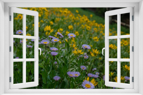 Fototapeta Naklejka Na Ścianę Okno 3D - Astor and Sun Flowers Carpet Hill Side High In The Teton Range