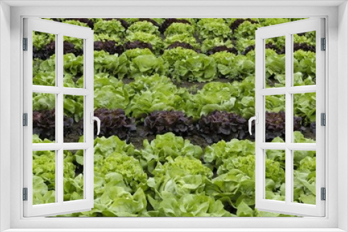 Fototapeta Naklejka Na Ścianę Okno 3D - salades