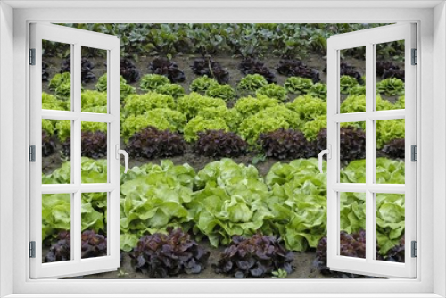 Fototapeta Naklejka Na Ścianę Okno 3D - salades