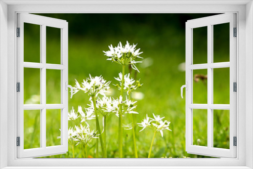 Fototapeta Naklejka Na Ścianę Okno 3D - Wild garlic in flower