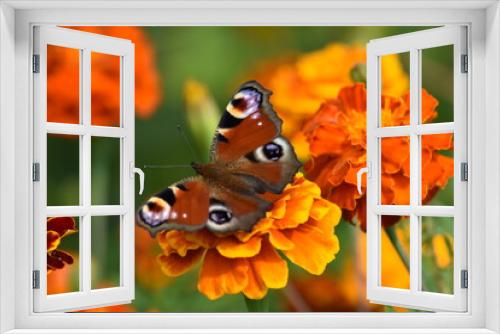 Fototapeta Naklejka Na Ścianę Okno 3D - Beautiful butterfly on a colorful Tagetes flower