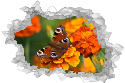 Beautiful butterfly on a colorful Tagetes flower