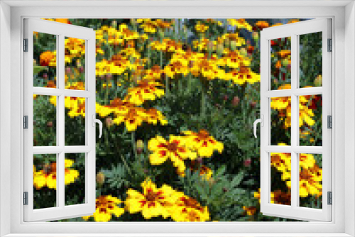 Fototapeta Naklejka Na Ścianę Okno 3D - Bed of Marigold plants, Yorkshire England
