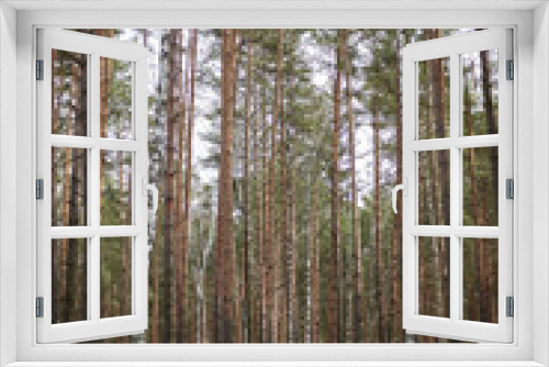 Fototapeta Naklejka Na Ścianę Okno 3D - Spring in the pine forest