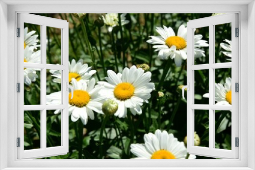 Fototapeta Naklejka Na Ścianę Okno 3D - Flowering of daisies. Oxeye daisy, White daisy on green field in garden
