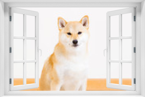 Fototapeta Naklejka Na Ścianę Okno 3D - Shiba inu dog sitting on floor