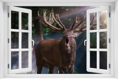 Fototapeta Naklejka Na Ścianę Okno 3D - Schreiender Rothirsch im Morgenlicht