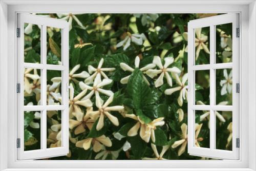 Fototapeta Naklejka Na Ścianę Okno 3D - くちなしの花