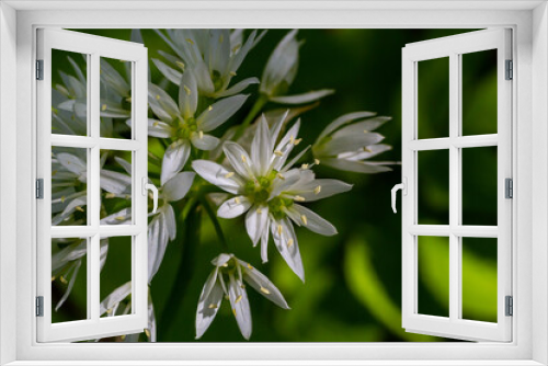 Fototapeta Naklejka Na Ścianę Okno 3D - Beautiful blooming white flowers of ramson - wild garlic Allium ursinum plant in homemade garden. Close-up. Organic farming, healthy food, BIO viands, back to nature concept