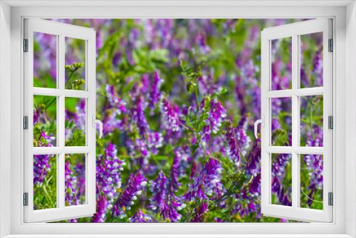 Fototapeta Naklejka Na Ścianę Okno 3D - closeup wild violet flowers in prairie grass, natural outdoor background