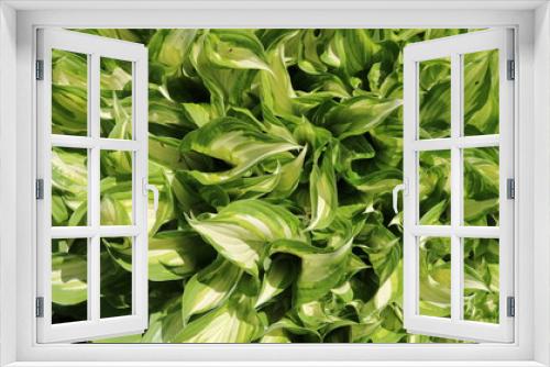 Fototapeta Naklejka Na Ścianę Okno 3D - green floral background of bright green hosta leaves with white veins, tropical texture of beautiful foliage, beauty in nature wallpaper background, sea vegetation leaves full frame