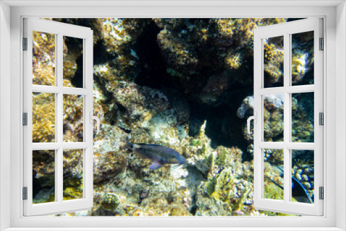 Fototapeta Naklejka Na Ścianę Okno 3D - Very beautiful inhabitants of the coral reef of the Red Sea