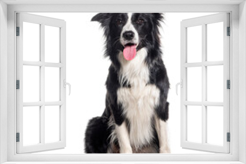 Fototapeta Naklejka Na Ścianę Okno 3D - Young Black and white Panting Border collie sitting and looking at the camera, One year old, Isolated on white