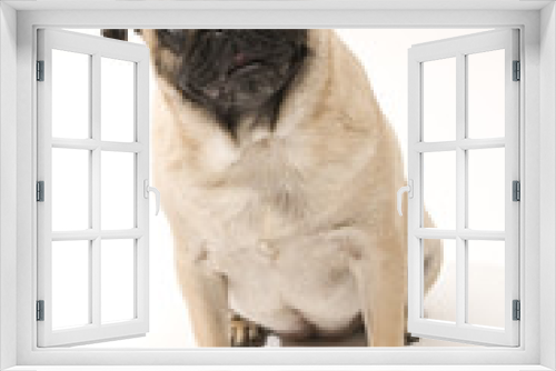 Fototapeta Naklejka Na Ścianę Okno 3D - Pug Sitting Down, Isolated Against White Background