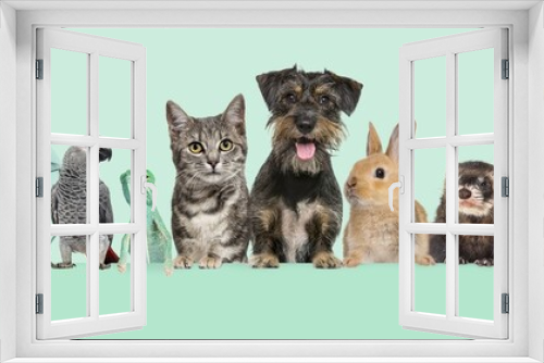 Fototapeta Naklejka Na Ścianę Okno 3D - Group of pets together on top of an empty web banner to place text.   Cats, dogs, rabbit, ferret, rodent,  fish, reptile, bird