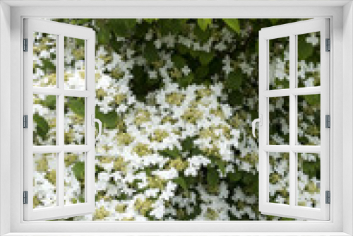 Fototapeta Naklejka Na Ścianę Okno 3D - Viburnum plicatum 'Watanabe' / Viorne plissée