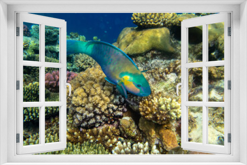 Fototapeta Naklejka Na Ścianę Okno 3D - Colorful inhabitants of the Red Sea coral reef