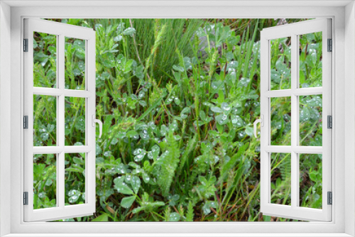 Fototapeta Naklejka Na Ścianę Okno 3D - dew on grass