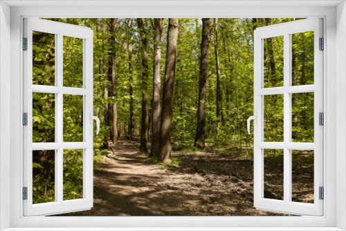 Fototapeta Naklejka Na Ścianę Okno 3D - Green forest with path