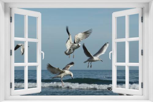 Fototapeta Naklejka Na Ścianę Okno 3D - seagulls in flight