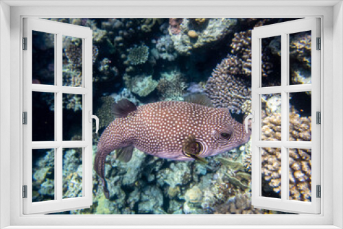 Fototapeta Naklejka Na Ścianę Okno 3D - Cyclichthys spilostylus in a Red Sea coral reef