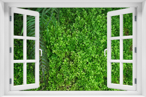 Fototapeta Naklejka Na Ścianę Okno 3D - Green bushes for the background