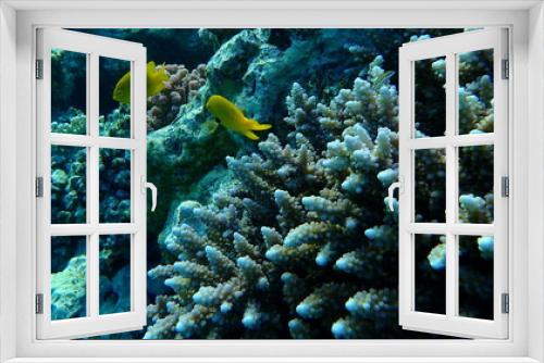 Fototapeta Naklejka Na Ścianę Okno 3D - Polyp stony coral Acropora squarrosa undersea, Red Sea, Egypt, Sharm El Sheikh, Nabq Bay