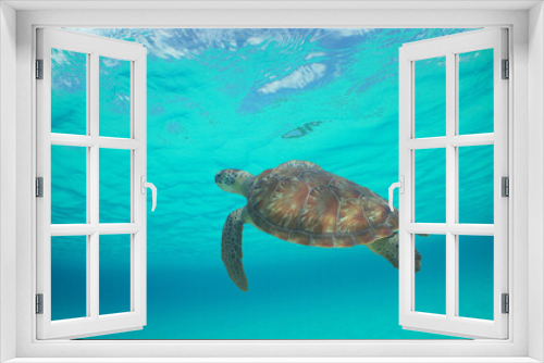 Fototapeta Naklejka Na Ścianę Okno 3D - Green sea turtle swimming in the crystal clear waters of the Caribbean Sea