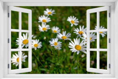 Fototapeta Naklejka Na Ścianę Okno 3D - Group of Marguerite flowers in sunlight