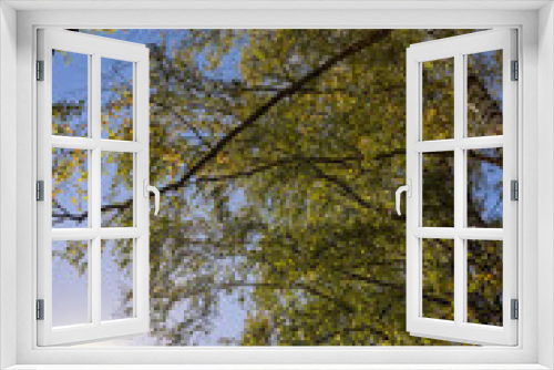 Fototapeta Naklejka Na Ścianę Okno 3D - sunny autumn weather in a birch forest with a blue sky