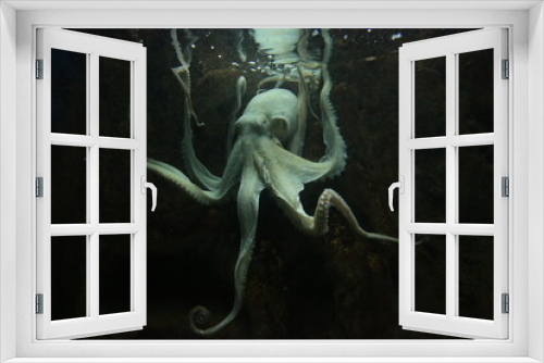 Fototapeta Naklejka Na Ścianę Okno 3D - octopus in the aquarium