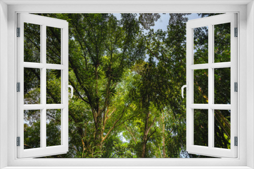 Fototapeta Naklejka Na Ścianę Okno 3D - Bogor Gardens, Indonesia