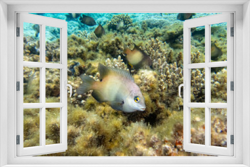 Fototapeta Naklejka Na Ścianę Okno 3D - Beautiful inhabitants of the underwater world in the coral reef of the Red Sea