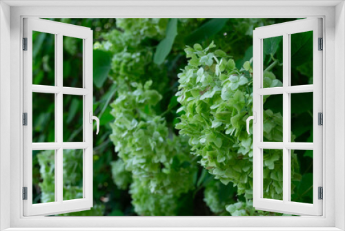 Fototapeta Naklejka Na Ścianę Okno 3D - Green hydrangea flowers on a bush