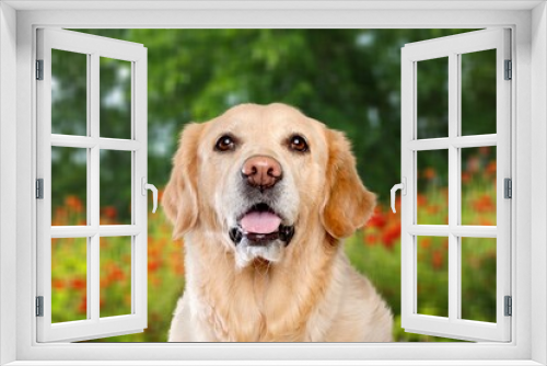Fototapeta Naklejka Na Ścianę Okno 3D - Cute smart dog on spring nature background